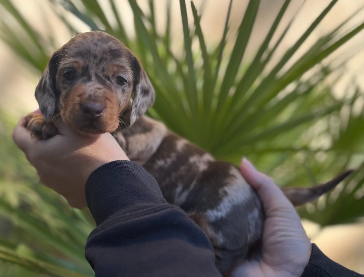 Teckel poil ras - Du Clos D'edelweis