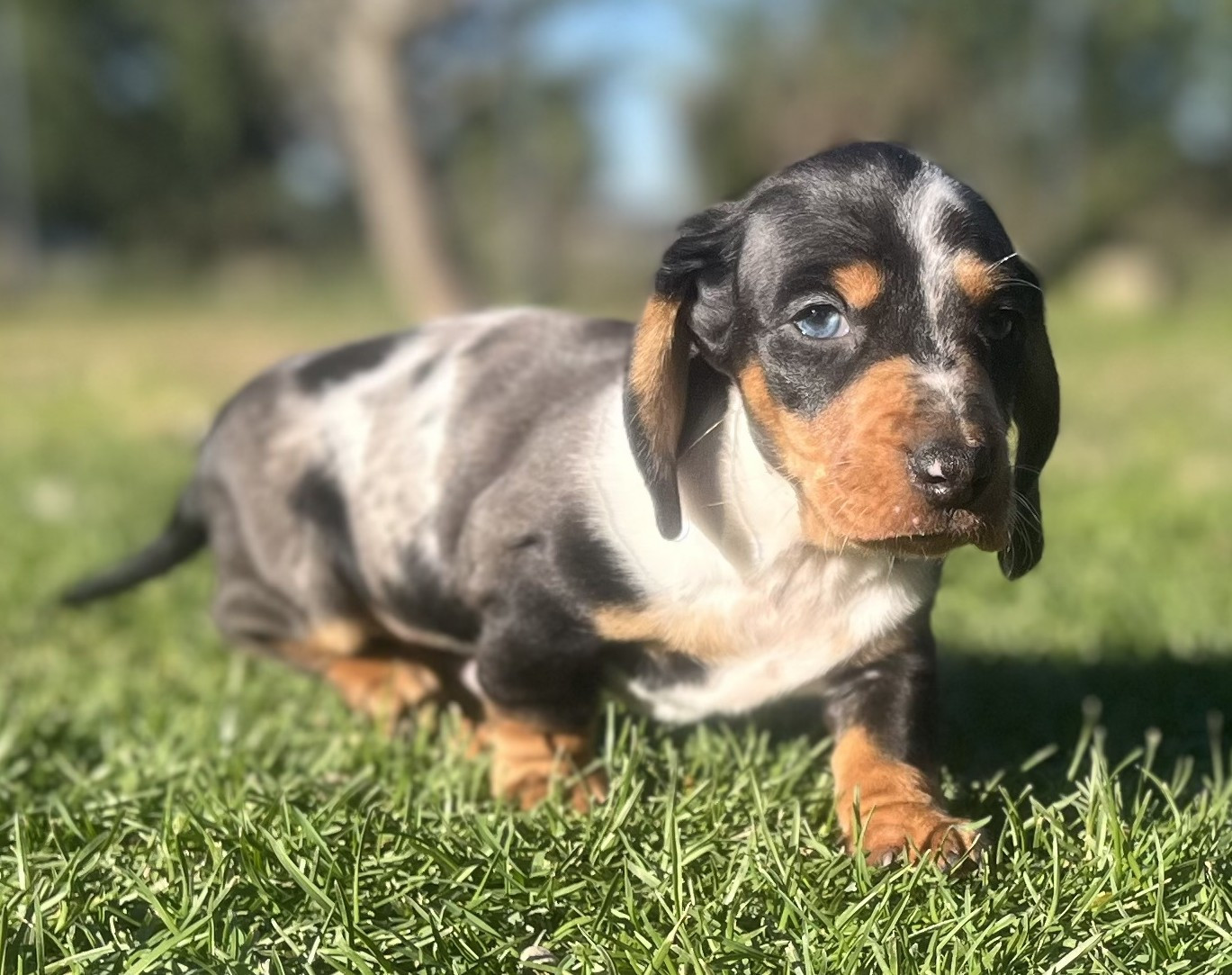 Teckel poil ras - Du Clos D'edelweis