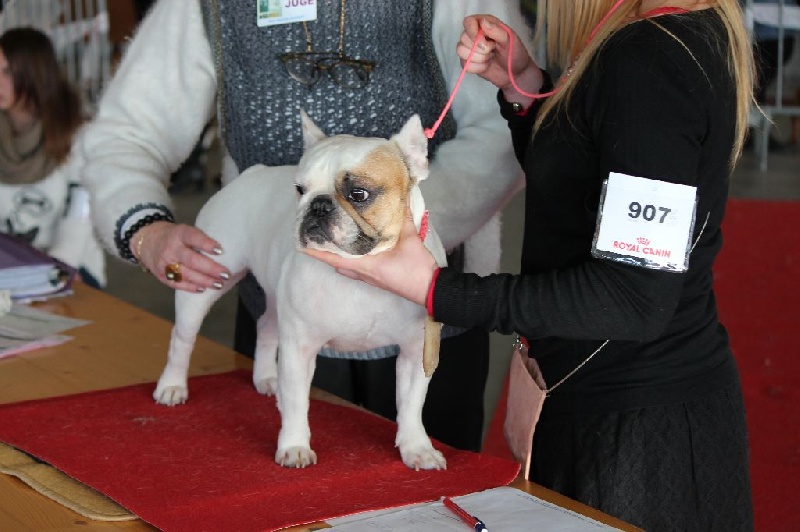 Galatée-béryl (Sans Affixe) - 1ère excellent - CL Ouverte