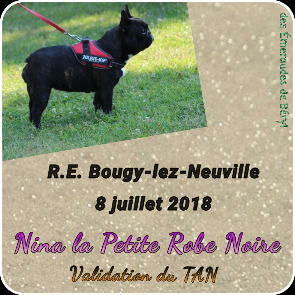 CH. Nina la petite robe noire Des Emeraudes De Béryl - Validation du Test d'Aptitudes Naturelles