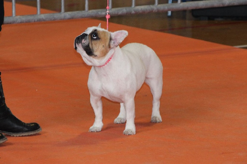 Galatée-béryl (Sans Affixe) - Très bon - CL Intermédiaire