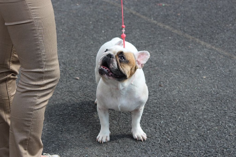 Galatée-béryl (Sans Affixe) - 1ère très bon - CL Ouverte