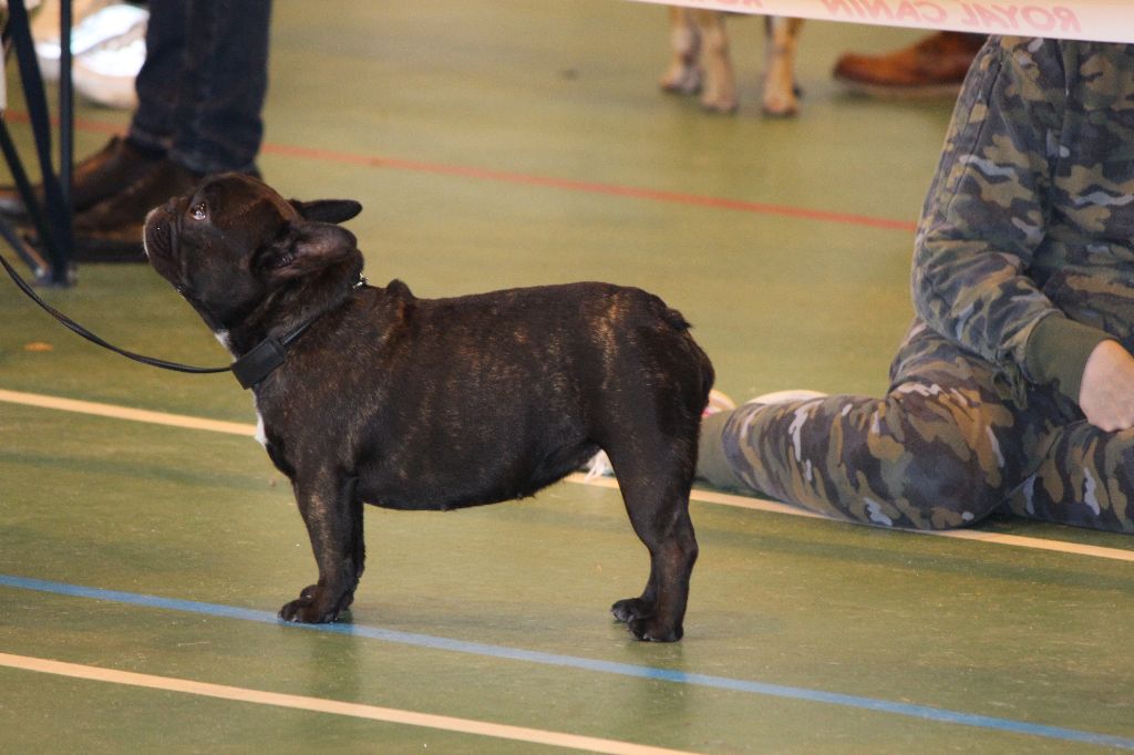 CH. Nina la petite robe noire Des Emeraudes De Béryl - Excellent - CO