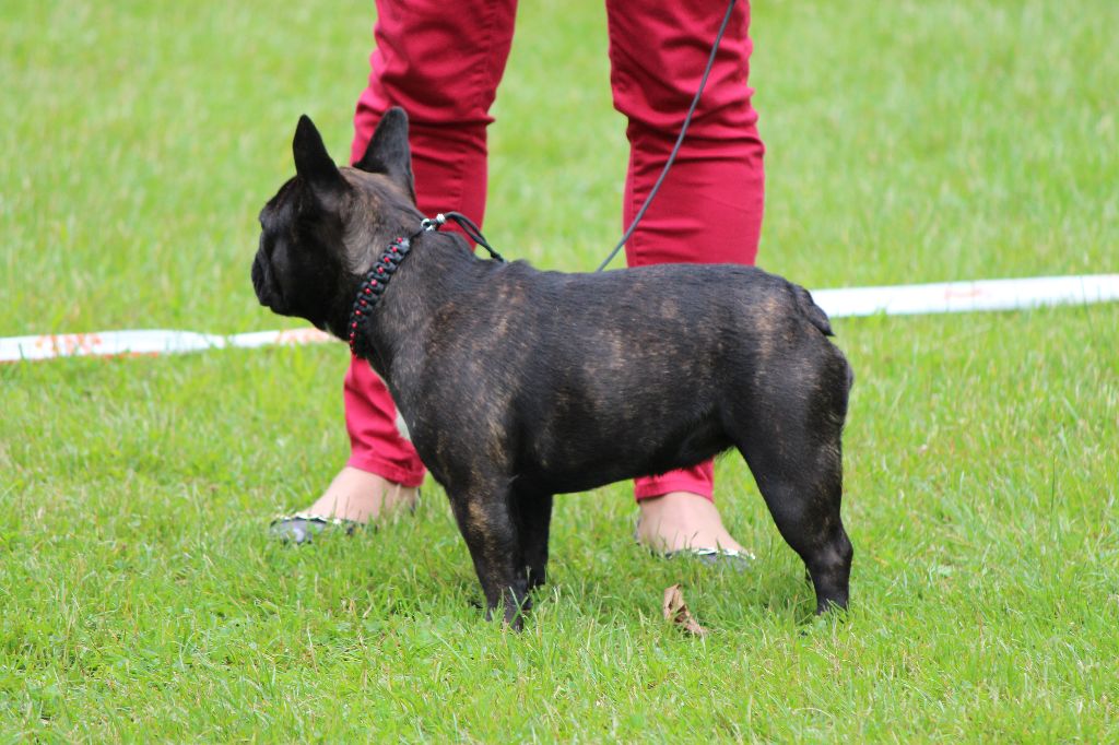 CH. Nina la petite robe noire Des Emeraudes De Béryl - 2ème Excellent