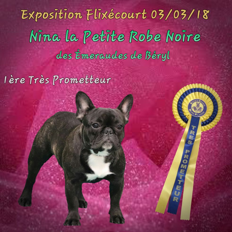 CH. Nina la petite robe noire Des Emeraudes De Béryl - 1ère Très prometteur