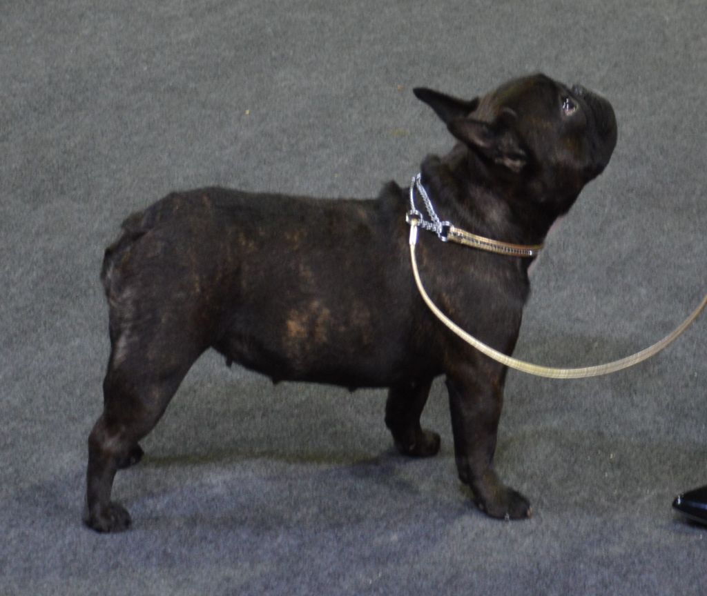 CH. Nina la petite robe noire Des Emeraudes De Béryl - 2ème Excellent - CI + RCACL