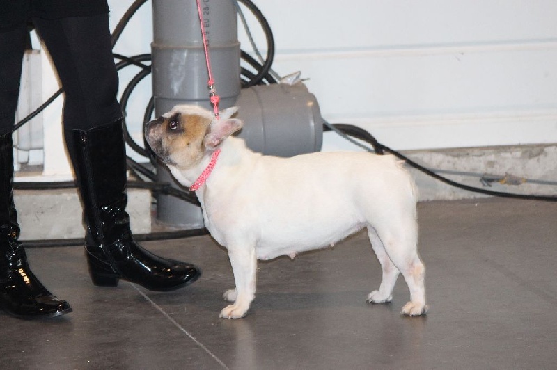 Galatée-béryl (Sans Affixe) - 3ème excellent - CL Ouverte