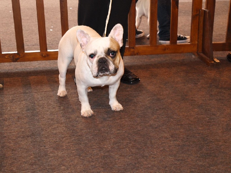 Galatée-béryl (Sans Affixe) - 1ère excellent - Meilleur Jeune - CL Jeune