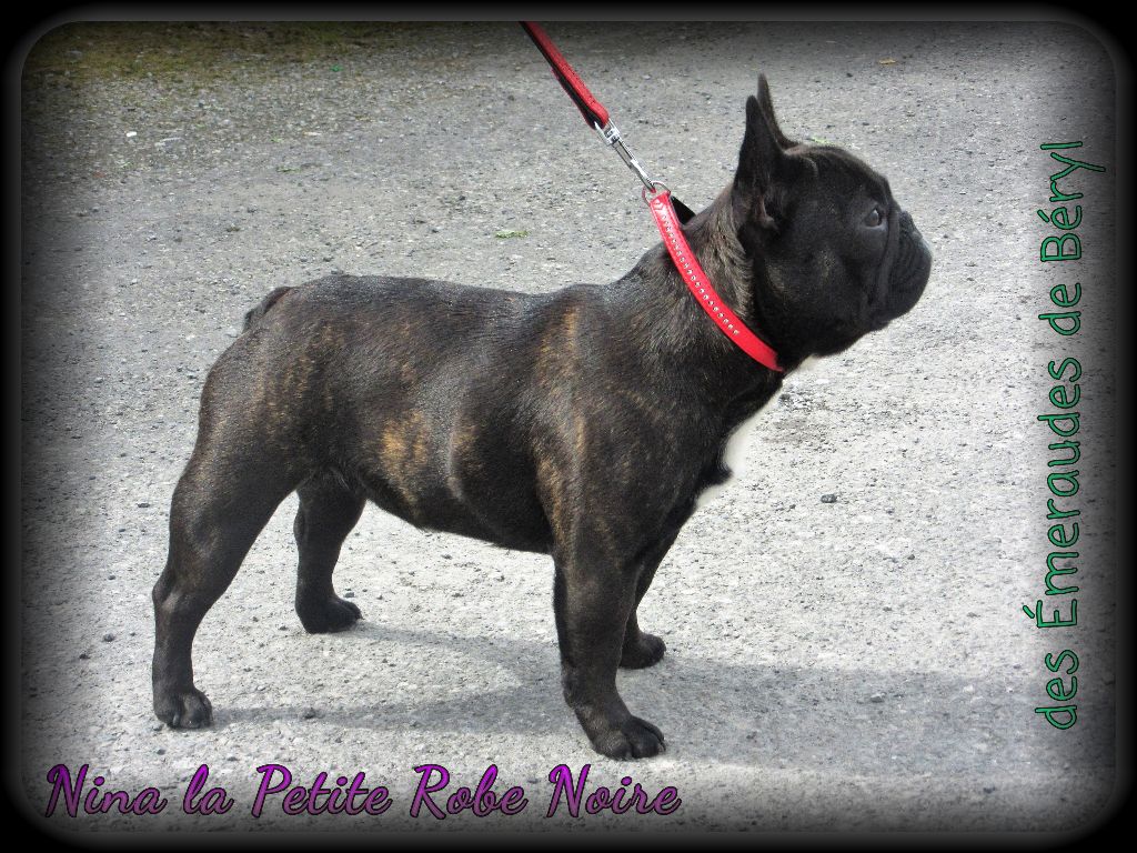 CH. Nina la petite robe noire Des Emeraudes De Béryl - Excellent + Sélectionnée parmi les 5 coups de coeur de la juge