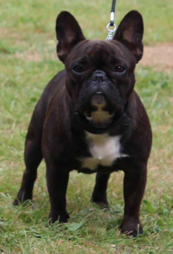 CH. Nina la petite robe noire Des Emeraudes De Béryl - 1ère Excellent - CO + CACS