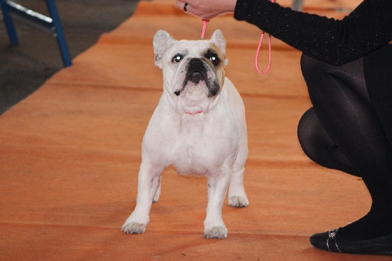 Galatée-béryl (Sans Affixe) - Excellent - CL Ouverte