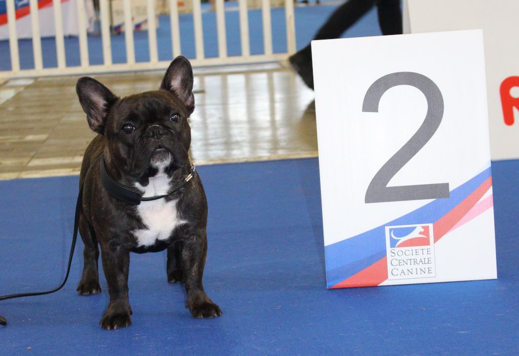 CH. Nina la petite robe noire Des Emeraudes De Béryl - 2ème Excellent - CI