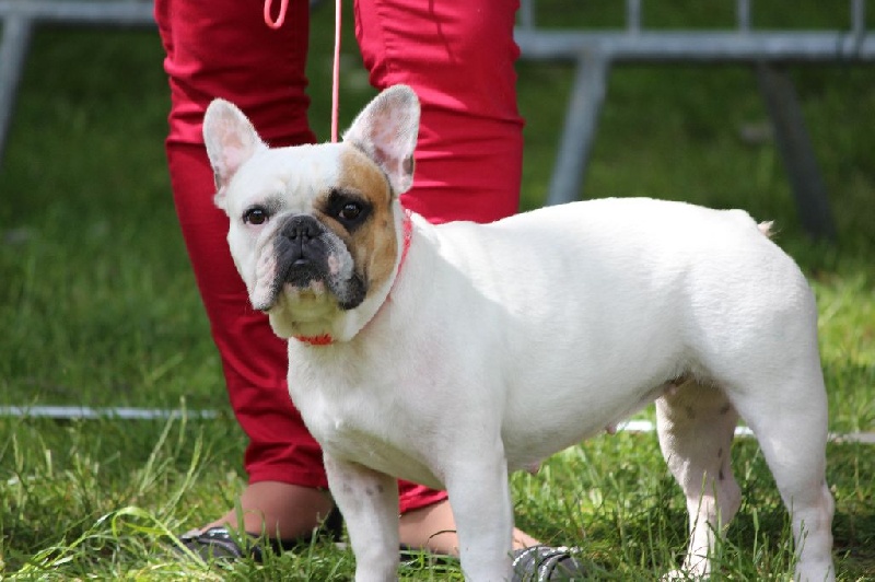 Galatée-béryl (Sans Affixe) - Très bon - CL Ouverte