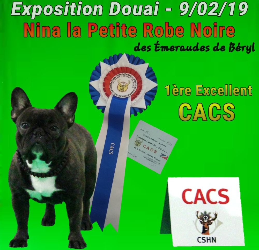 CH. Nina la petite robe noire Des Emeraudes De Béryl - 1ère Excellent - CI + CACS