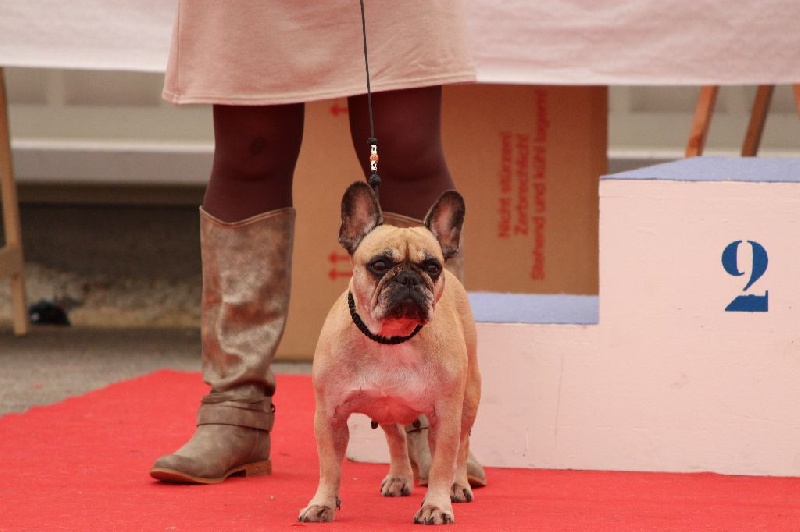 Beryl des Bourbon D'Allier - 3ème excellent - CL Ouverte