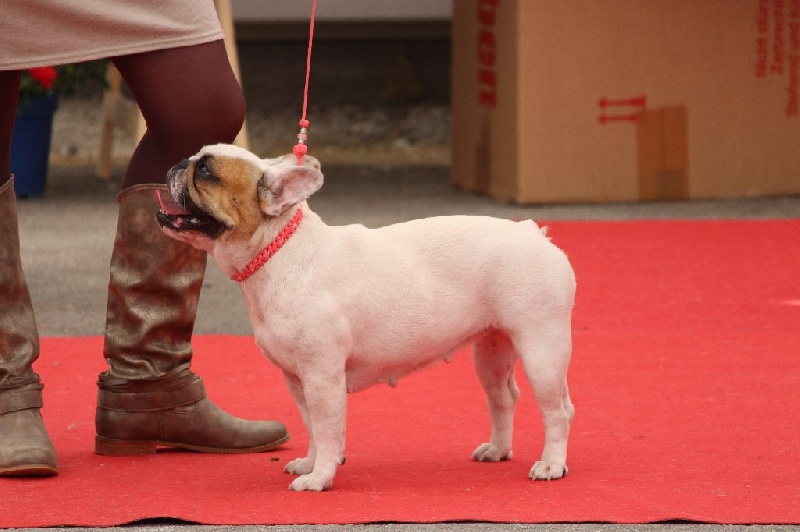 Galatée-béryl (Sans Affixe) - Excellent - CL Intermédiaire