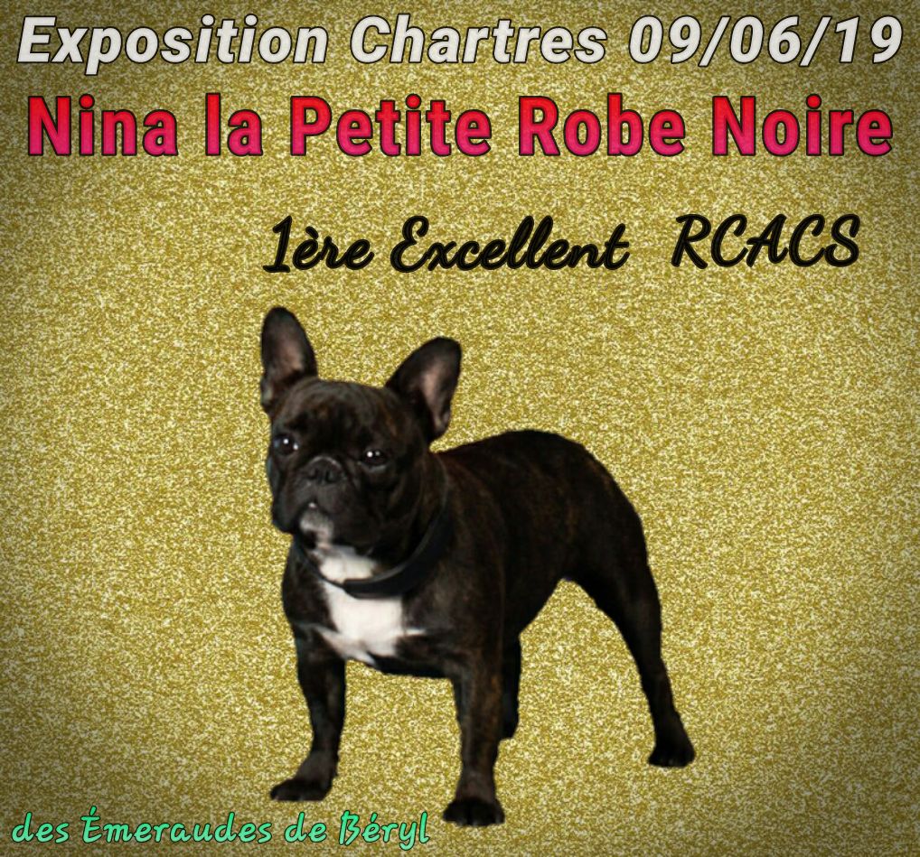 CH. Nina la petite robe noire Des Emeraudes De Béryl - 1ère Excellent CI + RCACS
