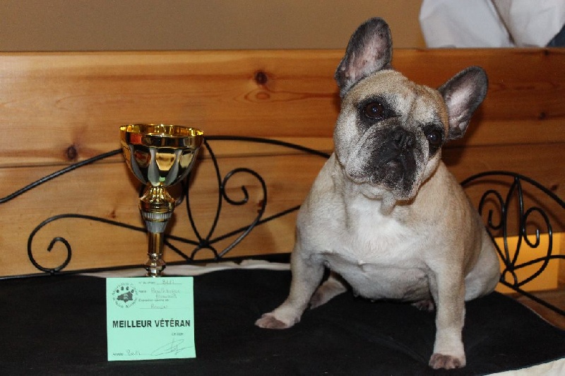 Beryl des Bourbon D'Allier - 1ère excellent - Meilleur Véteran - CL Vétéran