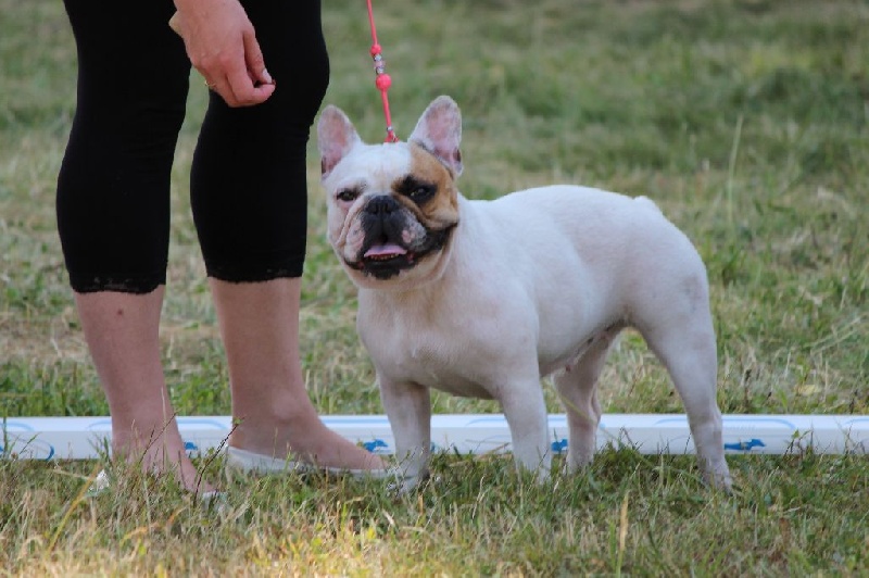 Galatée-béryl (Sans Affixe) - 2ème excellent - CL Intermédiaire