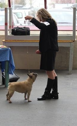 Beryl des Bourbon D'Allier - 1ère excellent - Meilleur Véteran - CL Vétéran