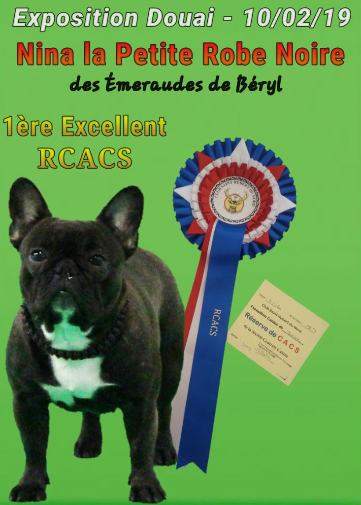 CH. Nina la petite robe noire Des Emeraudes De Béryl - 1ère Excellent - CI + RCACS