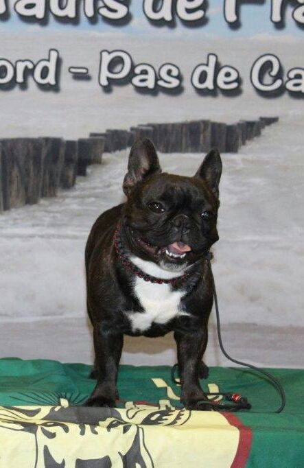 CH. Nina la petite robe noire Des Emeraudes De Béryl - Très bon non classée - Classe Intermédiaire