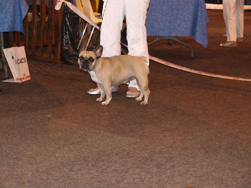 Beryl des Bourbon D'Allier - 4ème excellent - CL Ouverte