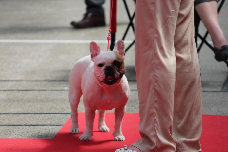 Galatée-béryl (Sans Affixe) - 4ème excellent - CL Intermédiaire