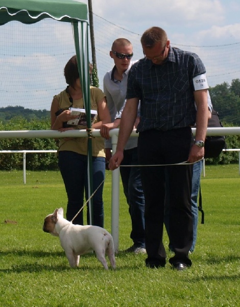 Galatée-béryl (Sans Affixe) - Très prometteur - CL Puppy