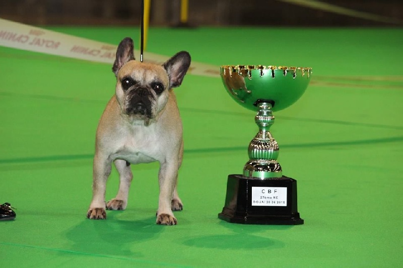 Beryl des Bourbon D'Allier - 1ère Excellent - Meilleur Véteran - CL Vétéran