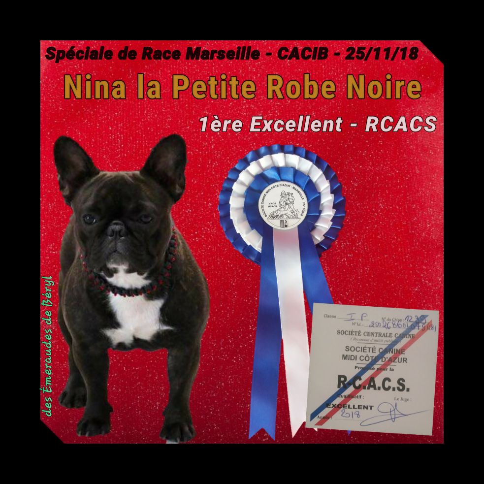 CH. Nina la petite robe noire Des Emeraudes De Béryl - 1ère Excellent CI + RCACS