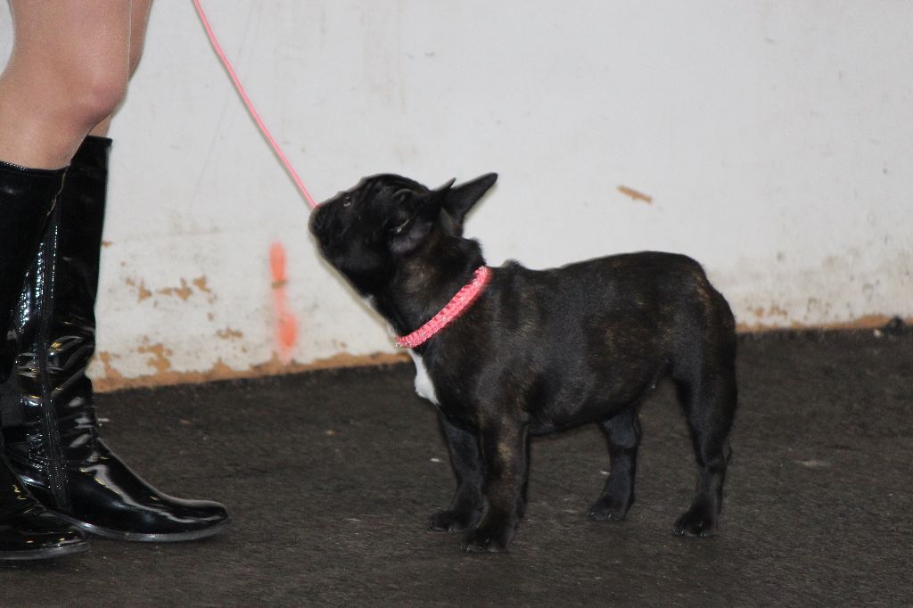 CH. Nina la petite robe noire Des Emeraudes De Béryl - Très prometteur