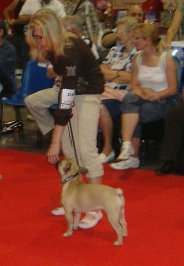 Beryl des Bourbon D'Allier - Très bon - CL Jeune