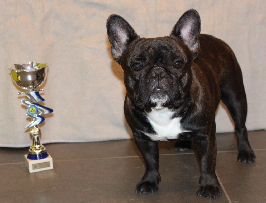 CH. Nina la petite robe noire Des Emeraudes De Béryl - 2ème excellent CI