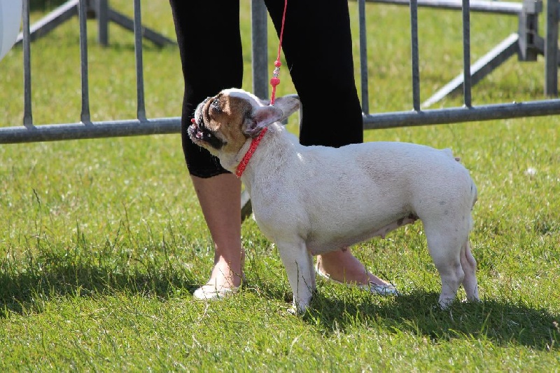 Galatée-béryl (Sans Affixe) - 4ème excellent - CL Intermédiaire