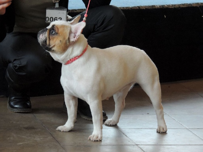 Galatée-béryl (Sans Affixe) - 1ère excellent + TAN - CL Intermédiaire