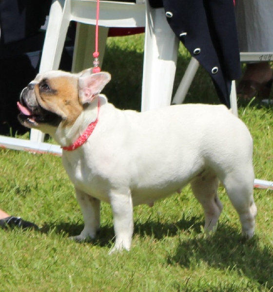 Galatée-béryl (Sans Affixe) - 4ème excellent - CL Ouverte