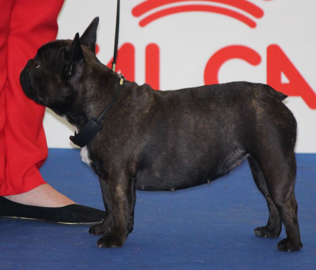 CH. Nina la petite robe noire Des Emeraudes De Béryl - Très Bon - CI