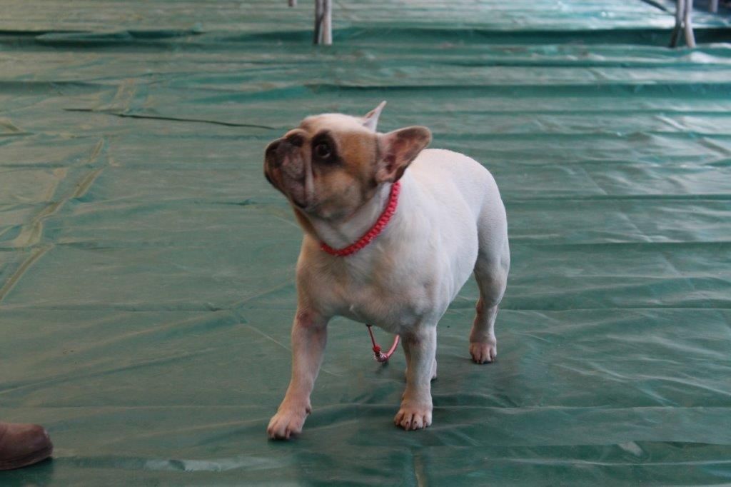 Galatée-béryl (Sans Affixe) - 1ère Très bon - CL Ouverte