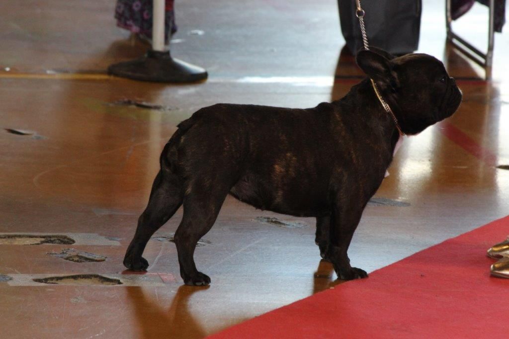 CH. Nina la petite robe noire Des Emeraudes De Béryl - 1ère Très bon CI