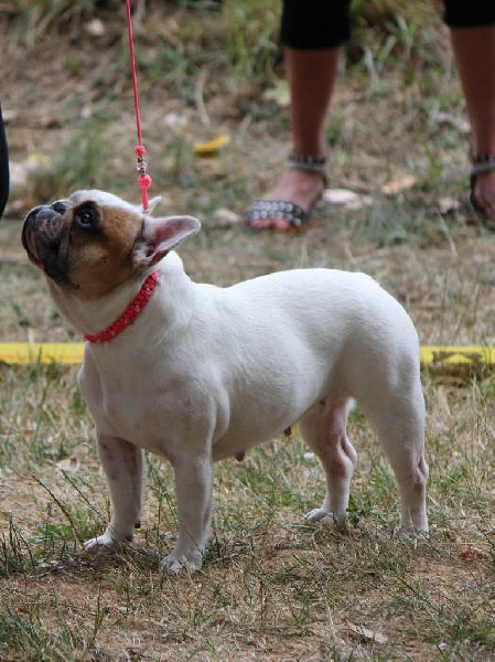 Galatée-béryl (Sans Affixe) - Excellent - CL Ouverte