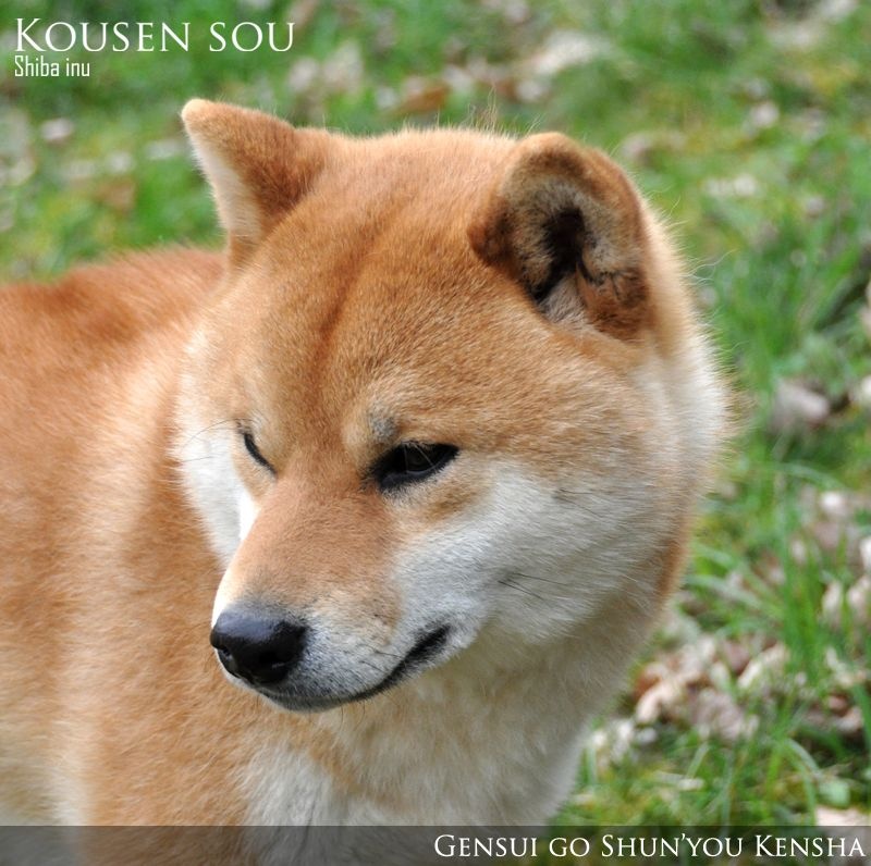 Publication : Kousen Sou  