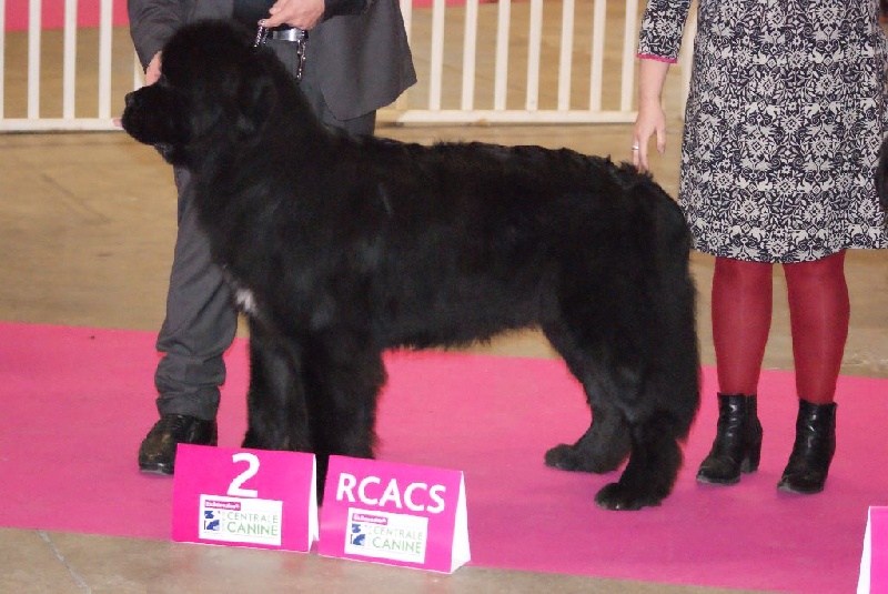 Ice cream des passagers du vent - 1 ère excellent cif RCACS