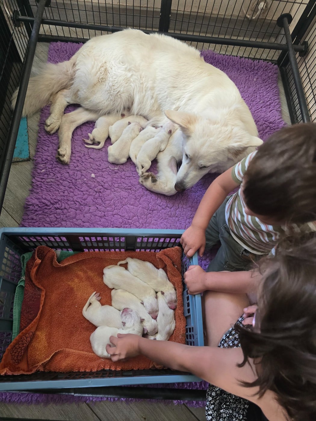 Berger Blanc Suisse - du Flo des Roses