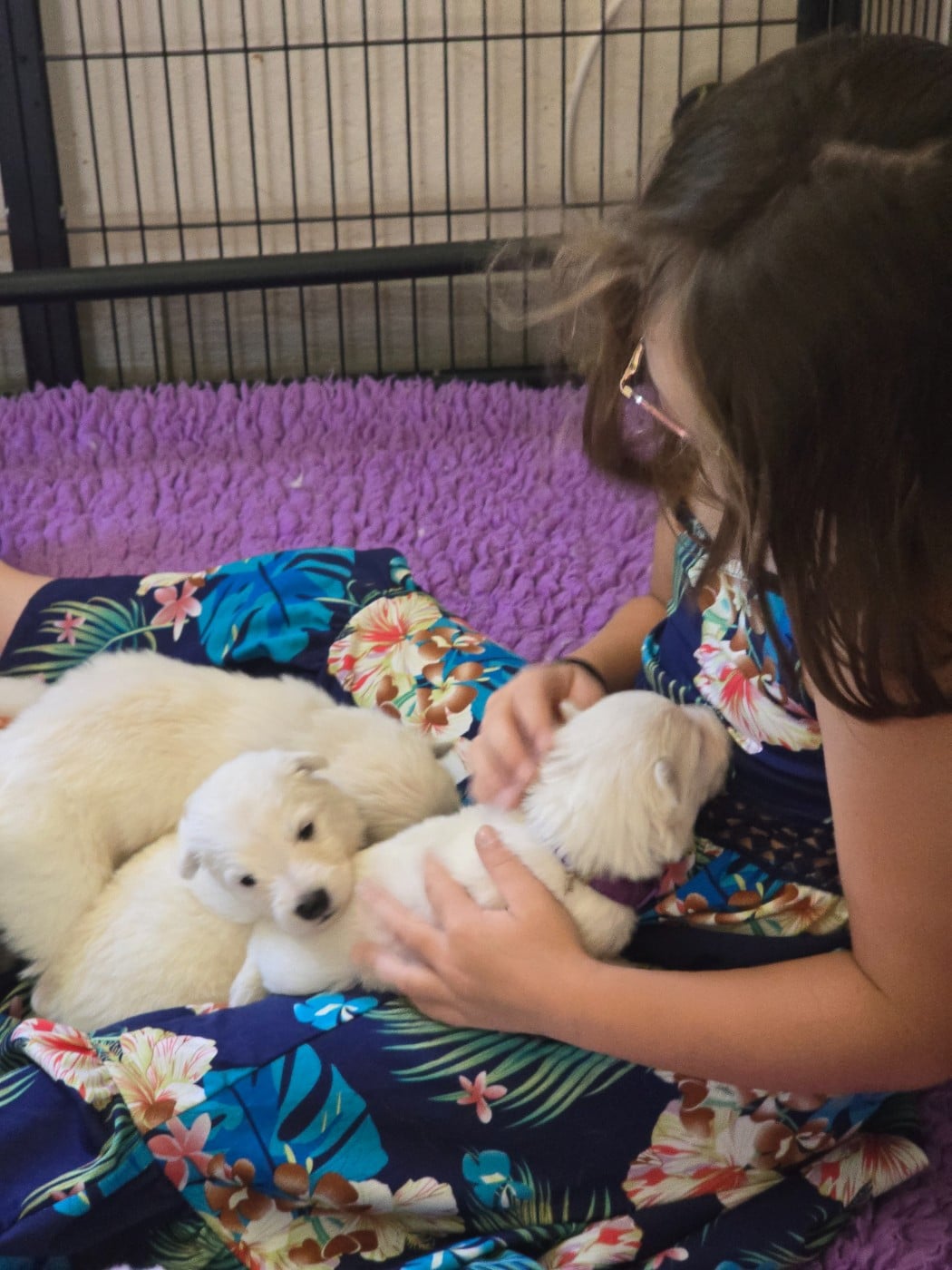 Berger Blanc Suisse - du Flo des Roses