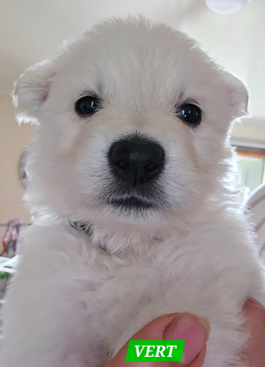 Berger Blanc Suisse - du Flo des Roses