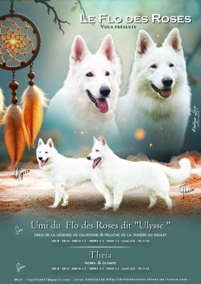 CHIOT 6 - Berger Blanc Suisse