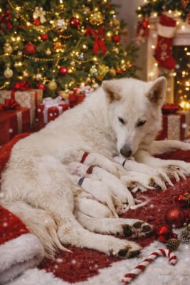 CHIOT 10 - Berger Blanc Suisse