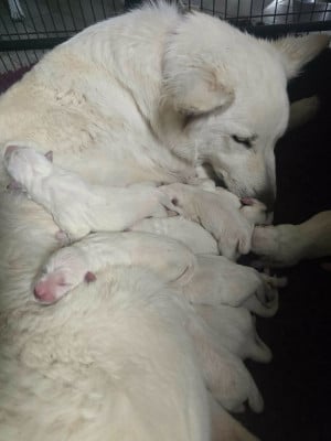 Les chiots de Berger Blanc Suisse