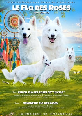 Les chiots de Berger Blanc Suisse